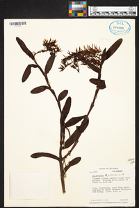 Epidendrum pichinchae image