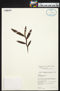 Epidendrum mininocturnum image