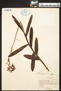 Epidendrum musciferum image