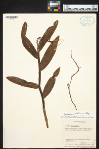 Epidendrum nocturnum image