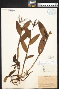 Epidendrum nocturnum image