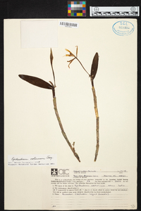 Epidendrum nocturnum image