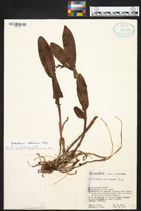 Epidendrum nocturnum image