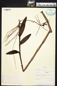 Epidendrum nocturnum image