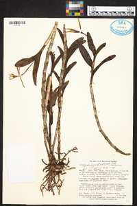 Epidendrum nocturnum image