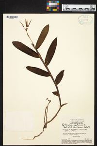 Epidendrum nocturnum image