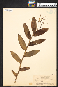 Epidendrum nocturnum image