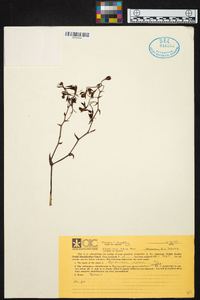 Epidendrum hassleri image