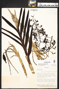 Epidendrum oreonastes image