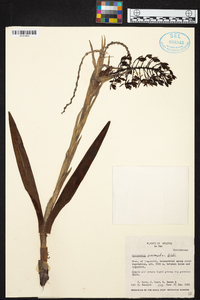 Epidendrum oreonastes image