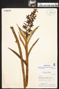Epidendrum magnibracteatum image