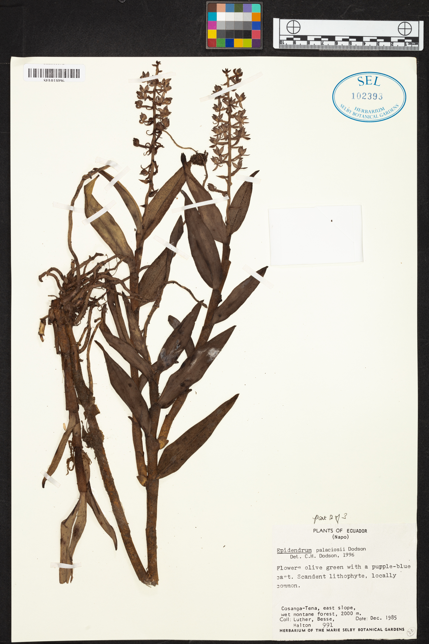 Epidendrum palaciosii image