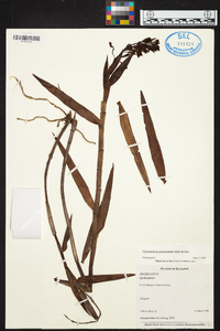 Epidendrum paniculatum image