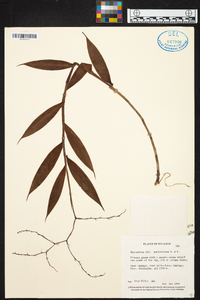 Epidendrum paniculatum image