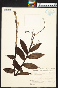 Epidendrum paniculatum image