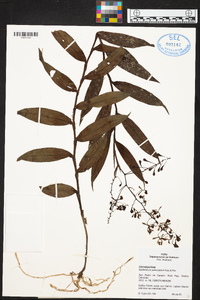 Epidendrum paniculatum image