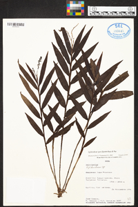 Epidendrum parviflorum image