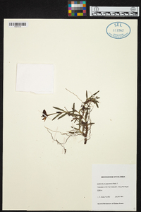 Epidendrum mathewsii image