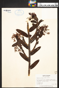 Epidendrum pichinchae image