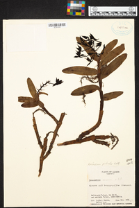 Epidendrum pichinchae image