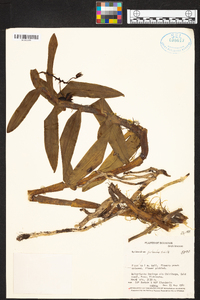 Epidendrum pichinchae image