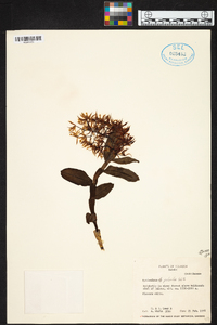 Epidendrum pichinchae image