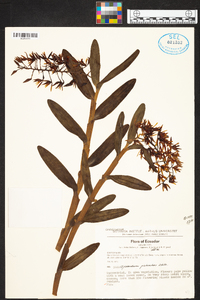 Epidendrum pichinchae image