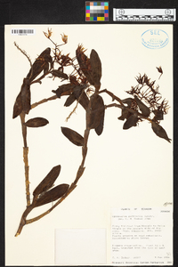 Epidendrum pichinchae image