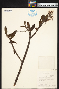 Epidendrum pichinchae image