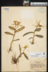 Epidendrum platychilum image