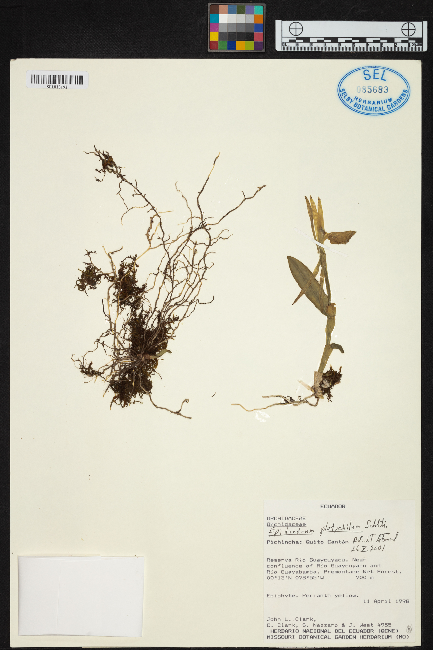 Epidendrum platychilum image