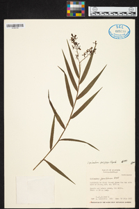 Epidendrum parviflorum image