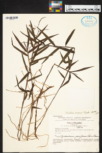 Epidendrum parviflorum image