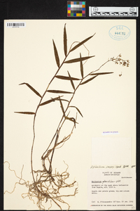 Epidendrum parviflorum image