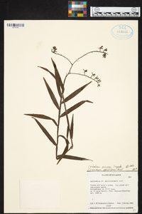 Epidendrum parviflorum image