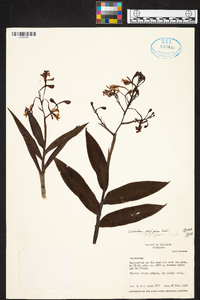 Epidendrum porphyreum image