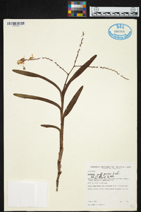 Epidendrum lanipes image