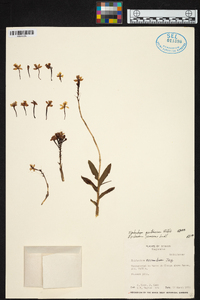 Epidendrum secundum image