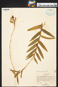 Epidendrum secundum image