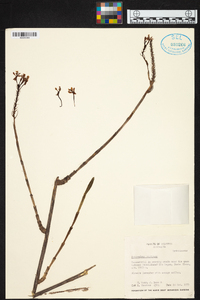 Epidendrum radicans image