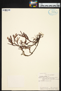 Epidendrum ramosum image