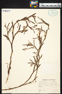 Epidendrum ramosum image