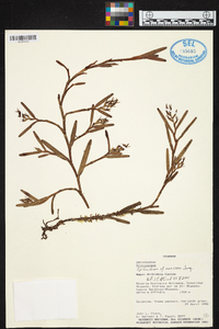 Epidendrum ramosum image