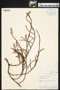 Epidendrum ramosum image
