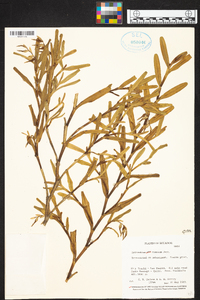 Epidendrum ramosum image