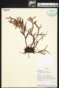 Epidendrum ramosum image