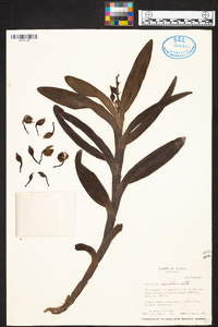 Epidendrum renilabium image
