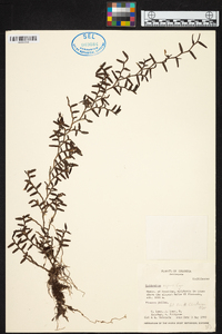 Epidendrum repens image