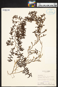 Epidendrum repens image