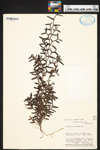 Epidendrum repens image